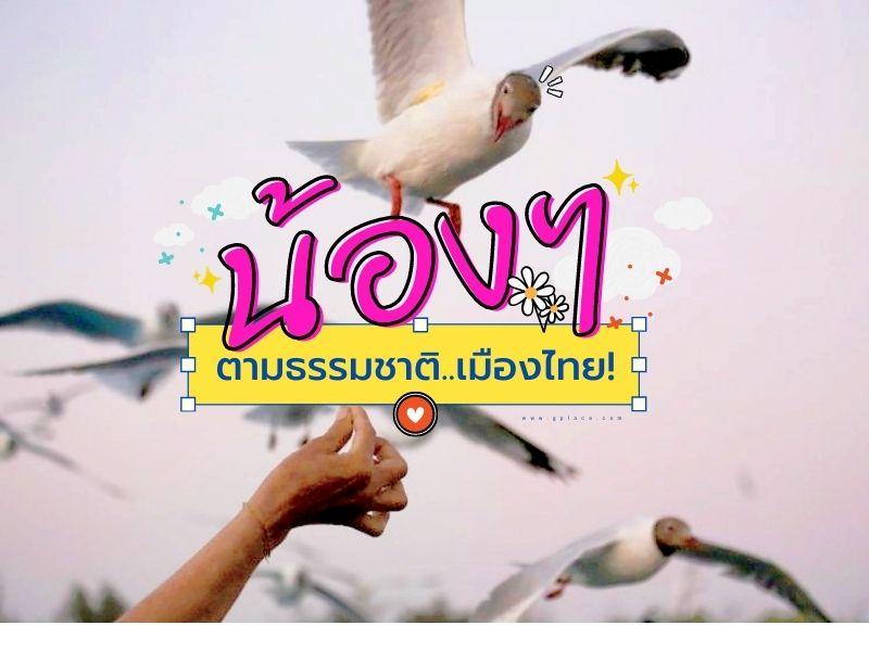 ขีวิตน้อยๆแสนน่ารัก เมืองไทย