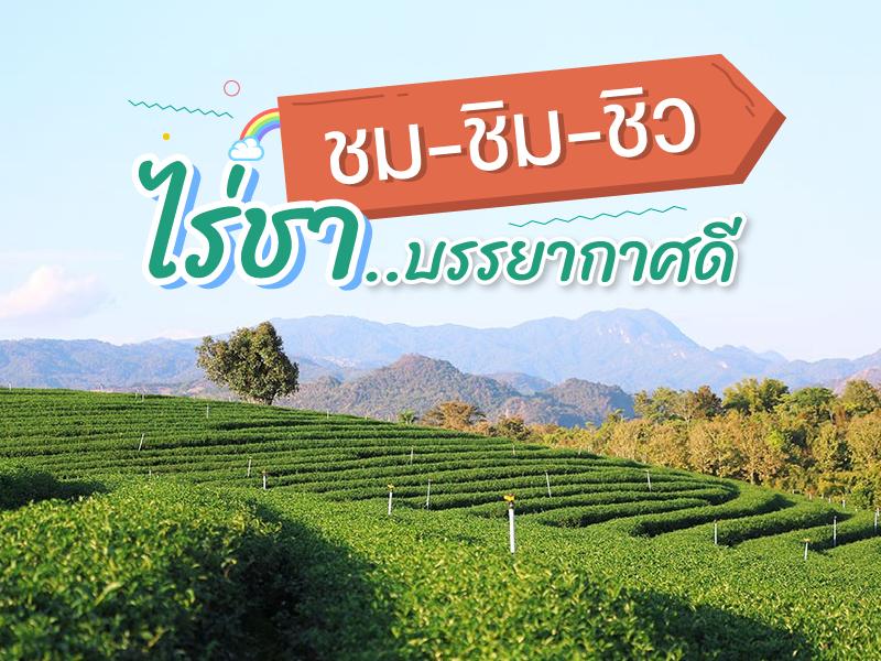 ชม ชิม ชิว ไร่ชา บรรยากาศดี